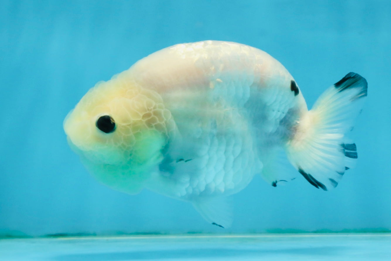 White Sakura Chinese Ranchu Female 4.5-5 inches #121225RC_04