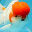 AAA Grade Red Cap Oranda Male 5 inches #050925OR_42
