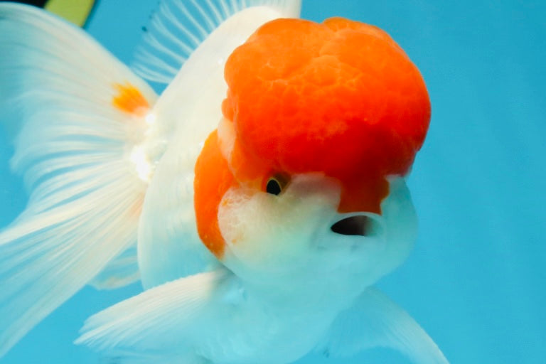 AAA Grade Red Cap Oranda Male 5 inches #050925OR_42