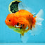 AAA Grade JUMBO Tiger Oranda Female 6-6.5 inches #062025OR_24