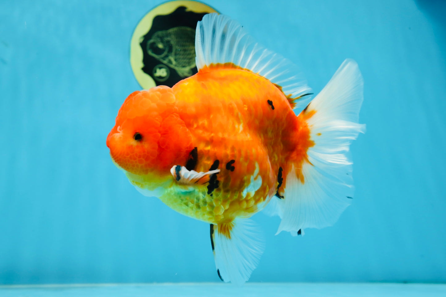 AAA Grade JUMBO Tiger Oranda Female 6-6.5 inches #062025OR_24