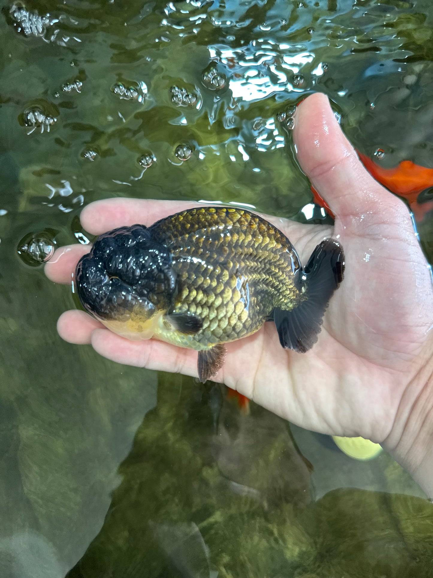 A Grade Black LionKing 4.5 inches #052325LC_19