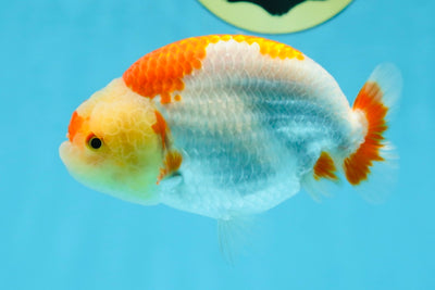 AAA Grade Young Red White Kohaku LionQueen 4 inches #101025LC_07