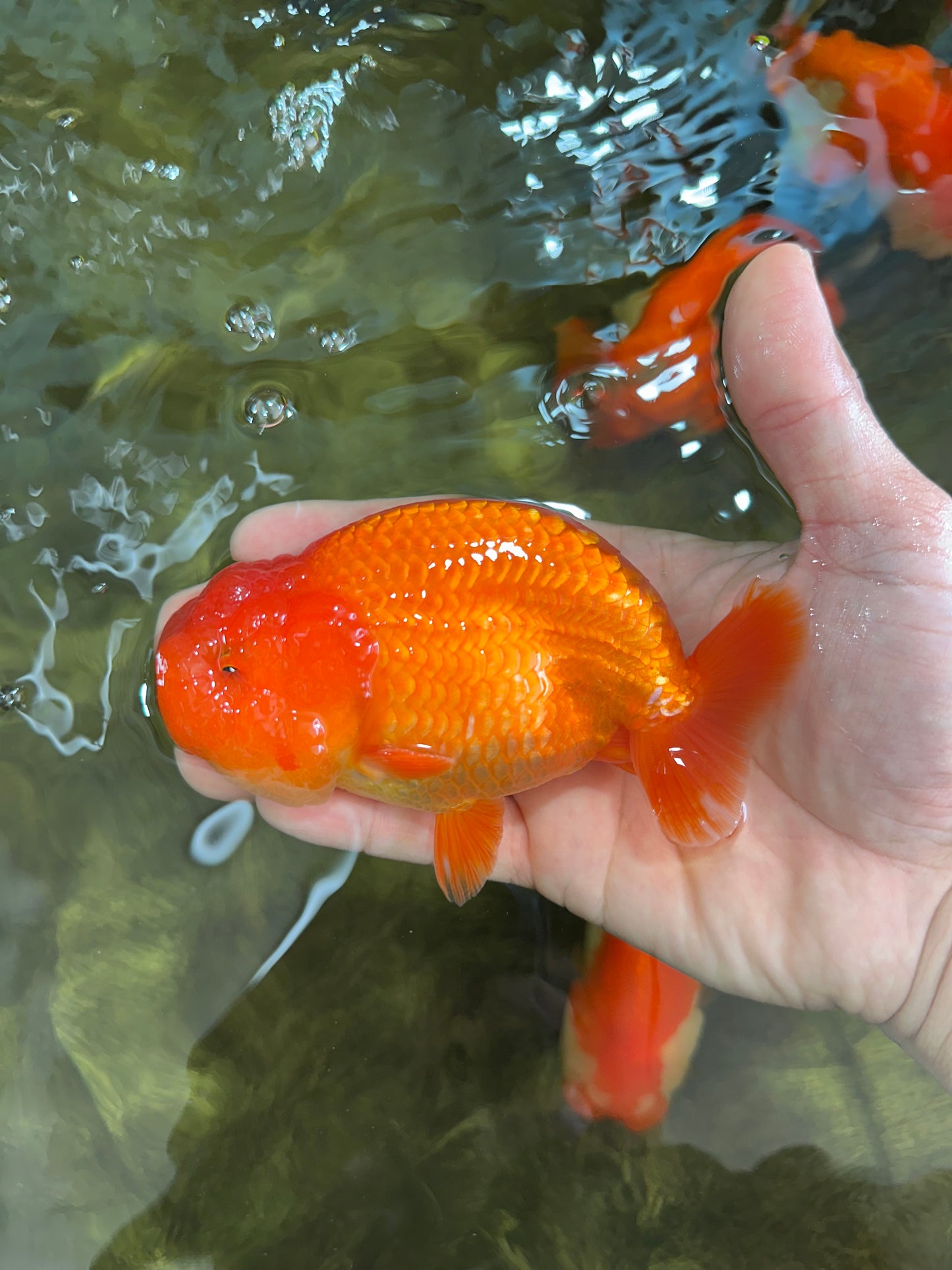 AAA Grade Solid Red LionKing 4.5  inches #052325LC_21