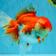JUMBO AAA Grade Red White Oranda Female 7 inches #040326OR_22