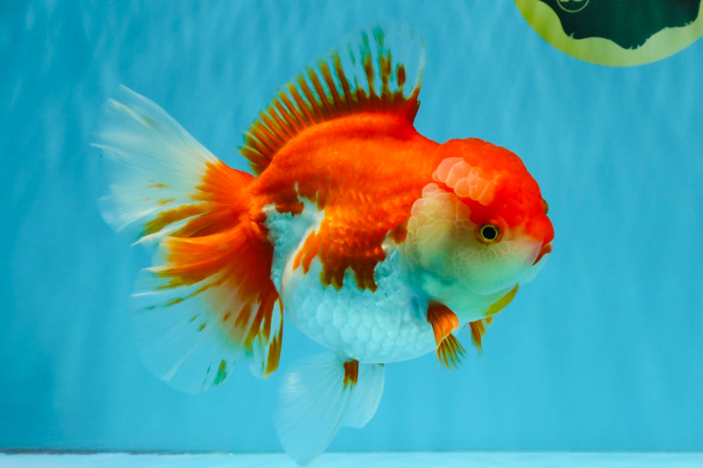 JUMBO AAA Grade Red White Oranda Female 7 inches #040326OR_22