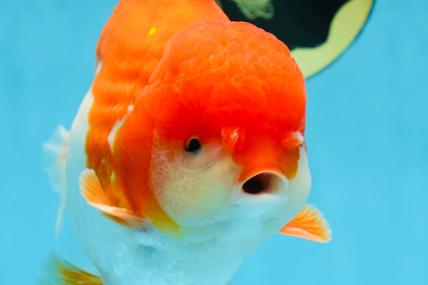 SHOW GRADE Godzilla Red White Yuanbao Male 5.5 inches #101025YB_27