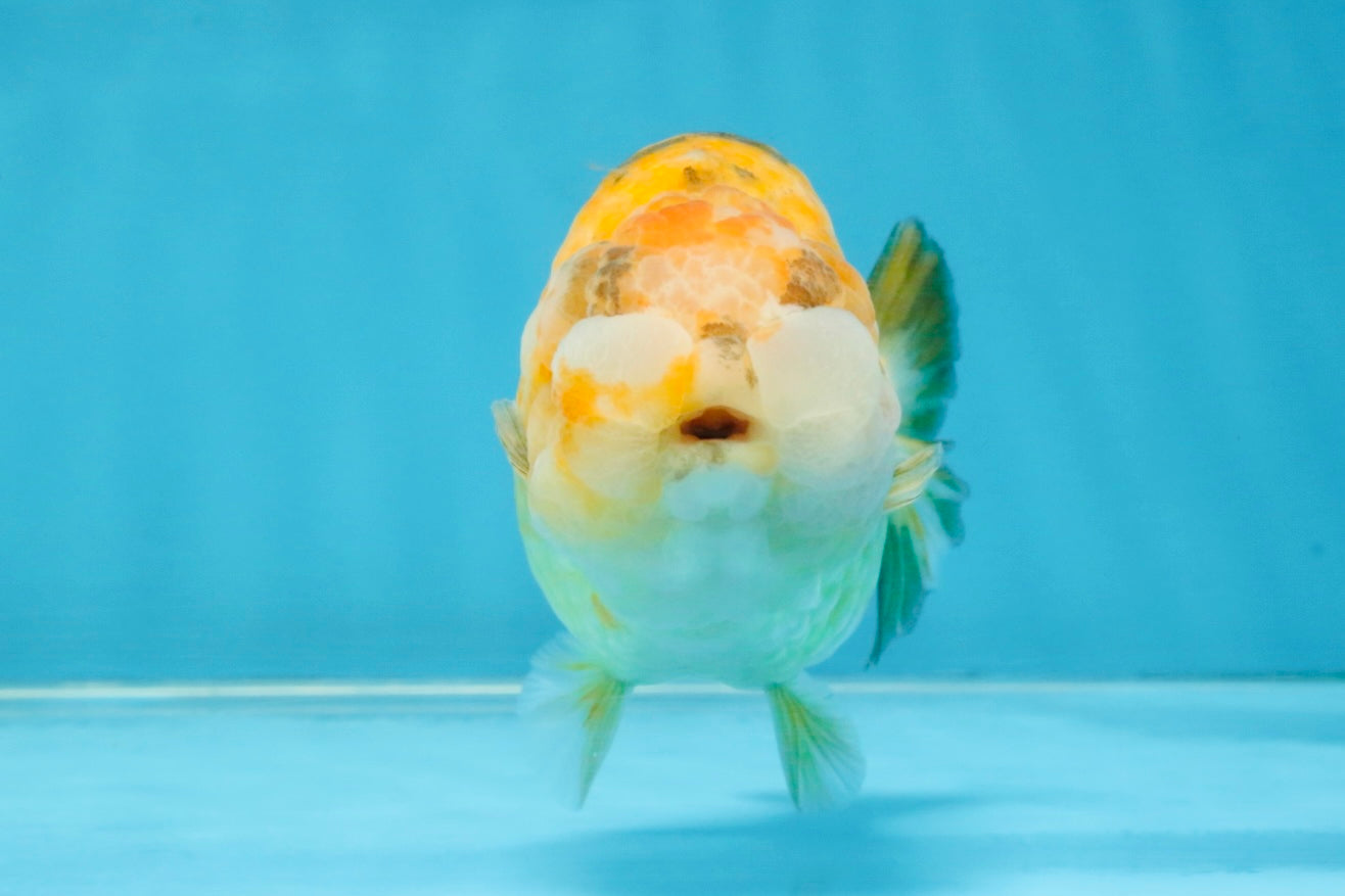 ADORABLE Sakura LionChu Female 5-5.5 inches #121925LC_07