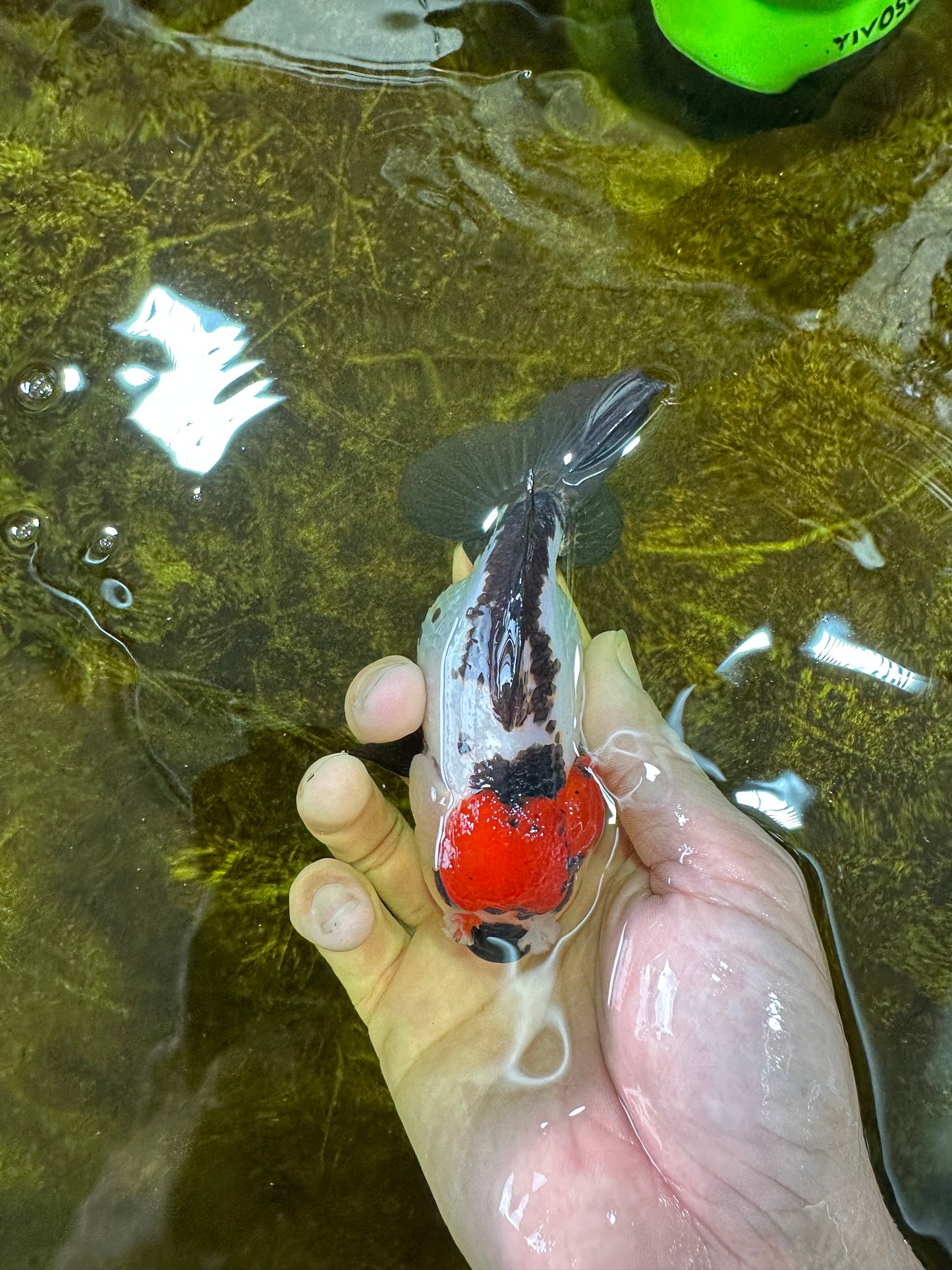 Pompom Tricolor Yuanbao Female 4.5 inches #072525YB_05