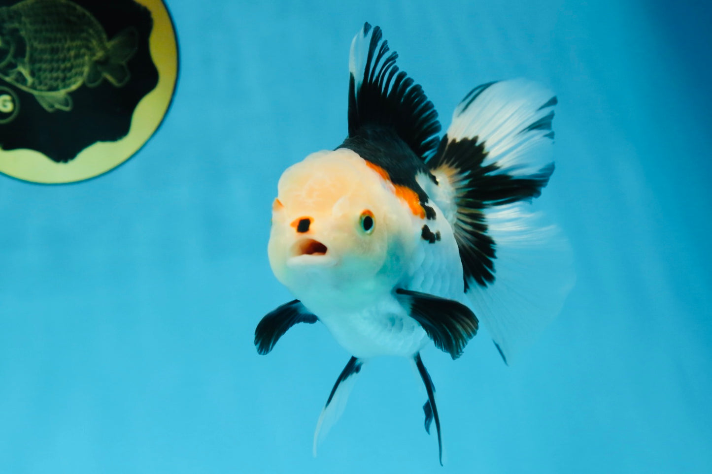 A Grade Tricolor Oranda Female 5-5.5 inches #081525OR_29