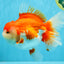 SUPER WEN A Grade Red White Oranda Female 7.5 inches #040326OR_23