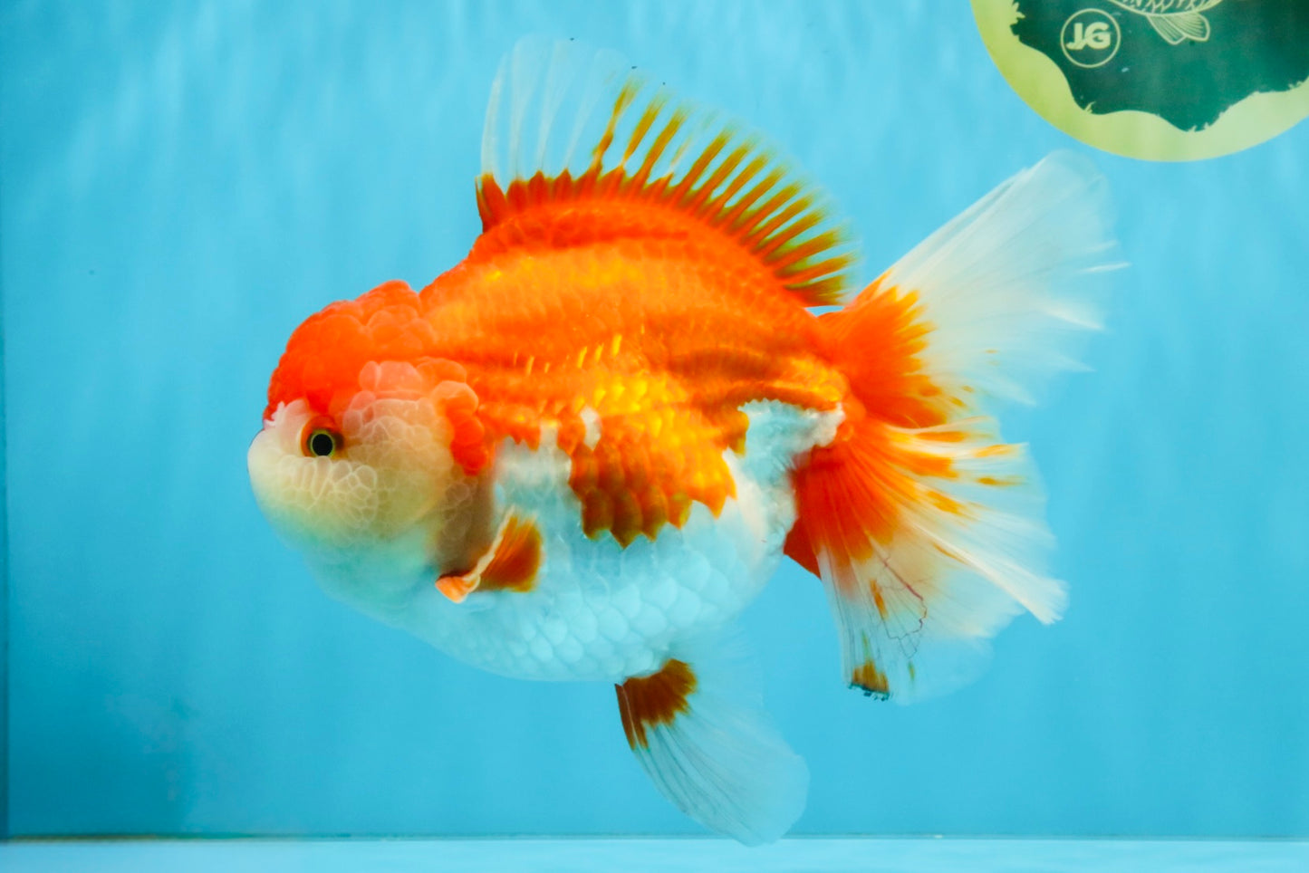 SUPER WEN A Grade Red White Oranda Female 7.5 inches #040326OR_23