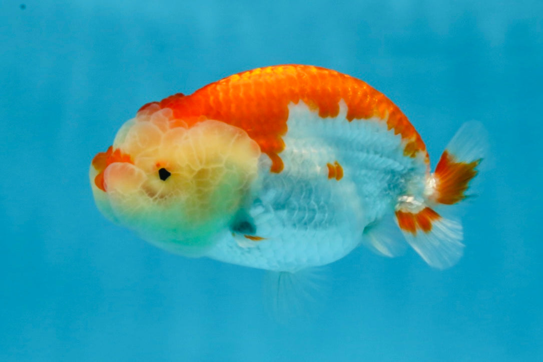 FLUFFY AAA Grade Red White LionQueen 4 inches #101725LC_02