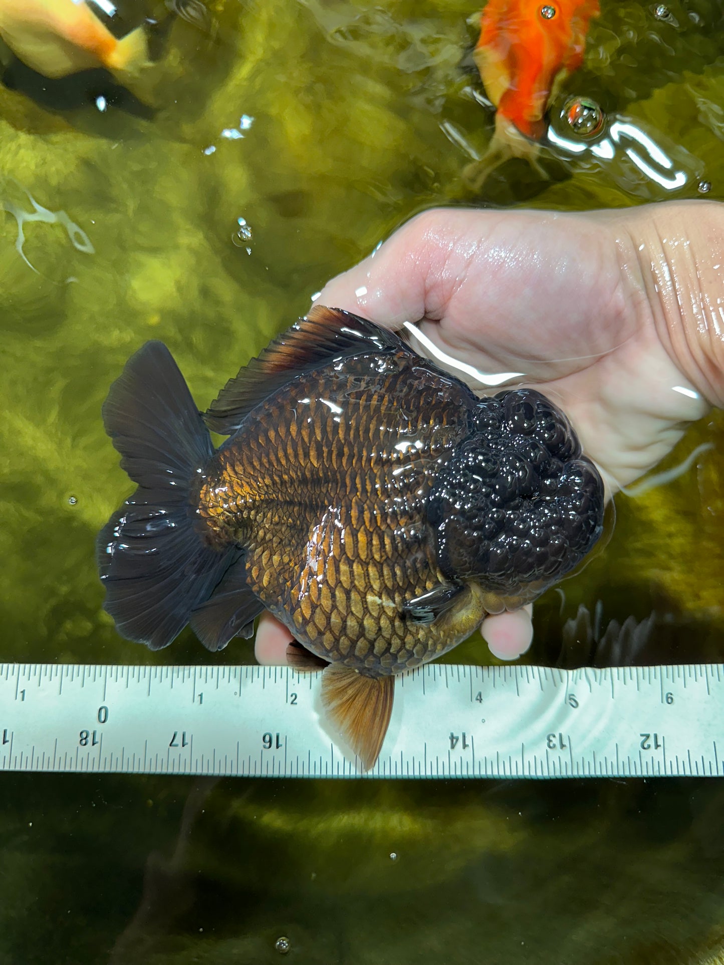 AAA Grade Godzilla Black Yuanbao Female 5-5.5 inches #050925YB_22