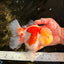 FLUFFY A Grade Red White Oranda Male 6-6.5 inches #071026OR_28