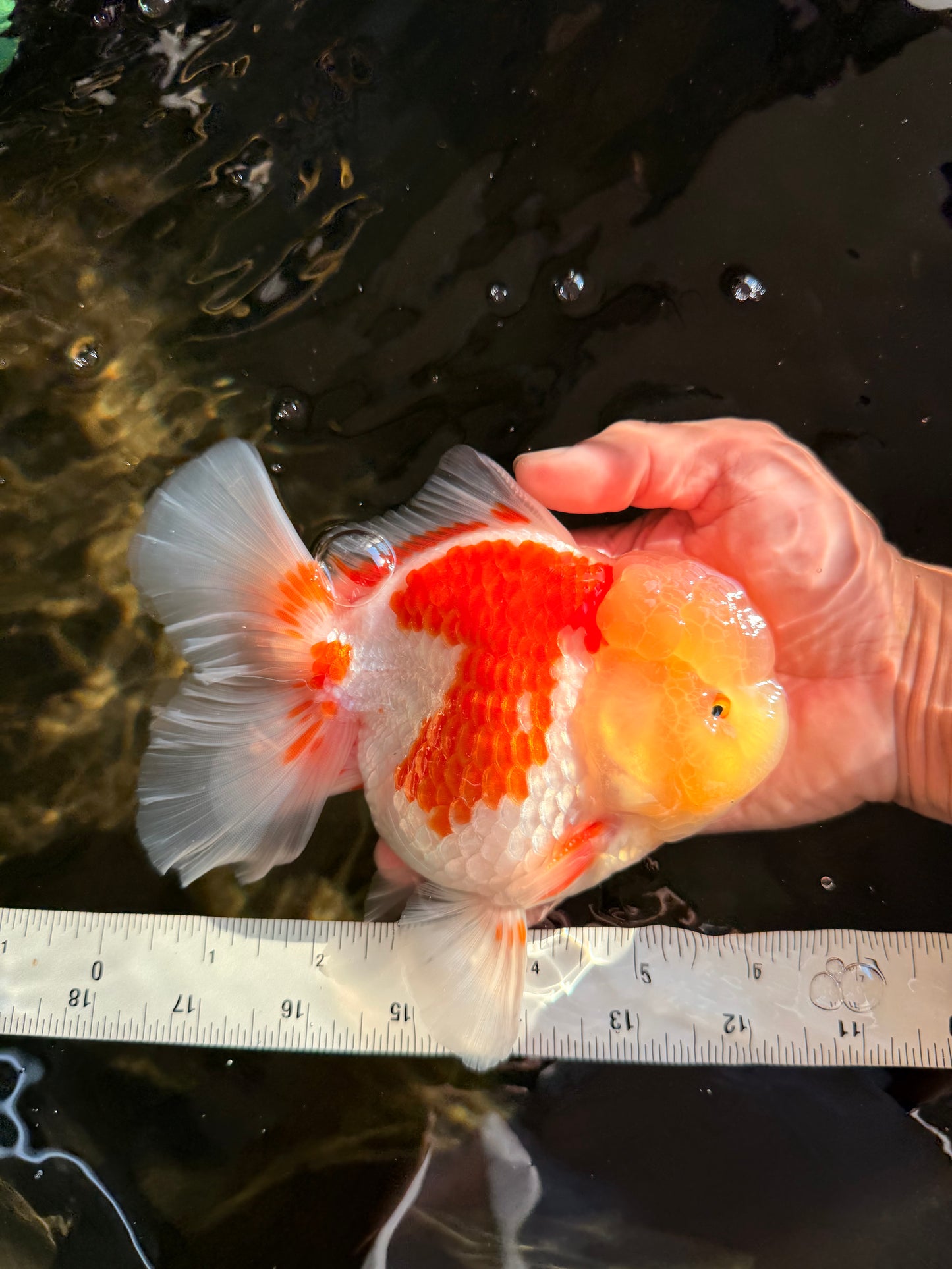 FLUFFY A Grade Red White Oranda Male 6-6.5 inches #071026OR_28