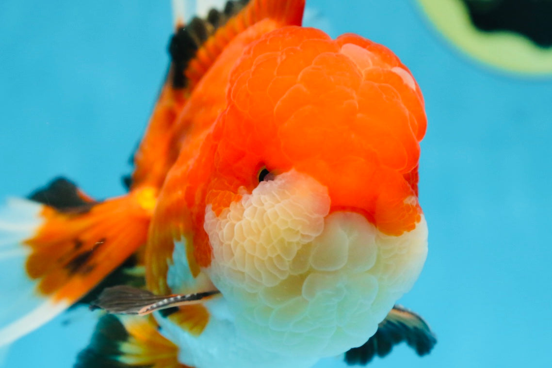 AAA Grade CHUBBY CHEEK Apache Oranda Male 5.5-6 inches #080825OR_19