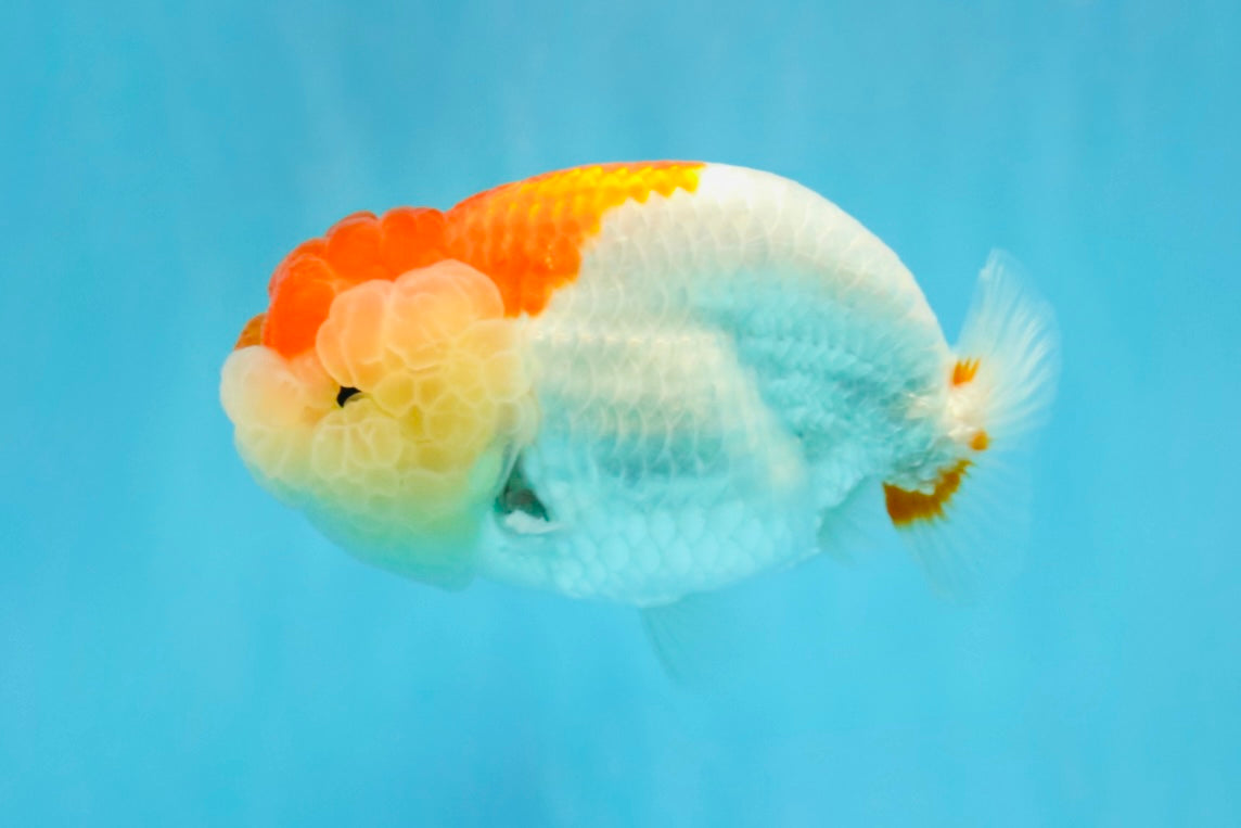 Red White LionChu Female 4-4.5 inches #041026LC_16