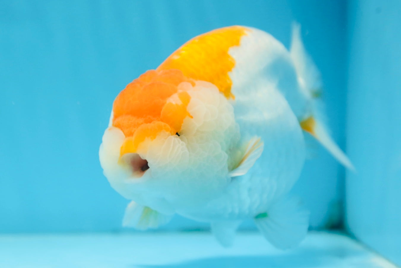 AAA Grade CHUBBY Orange White LionKing 6 inches #091225LC_05