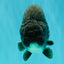 A Grade Blue Ranchu Male 5 inches #072426RC_36