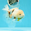 Oranda hembra de cola de nieve Sakura de grado A, 5,5 pulgadas, n.º 0607OR_11