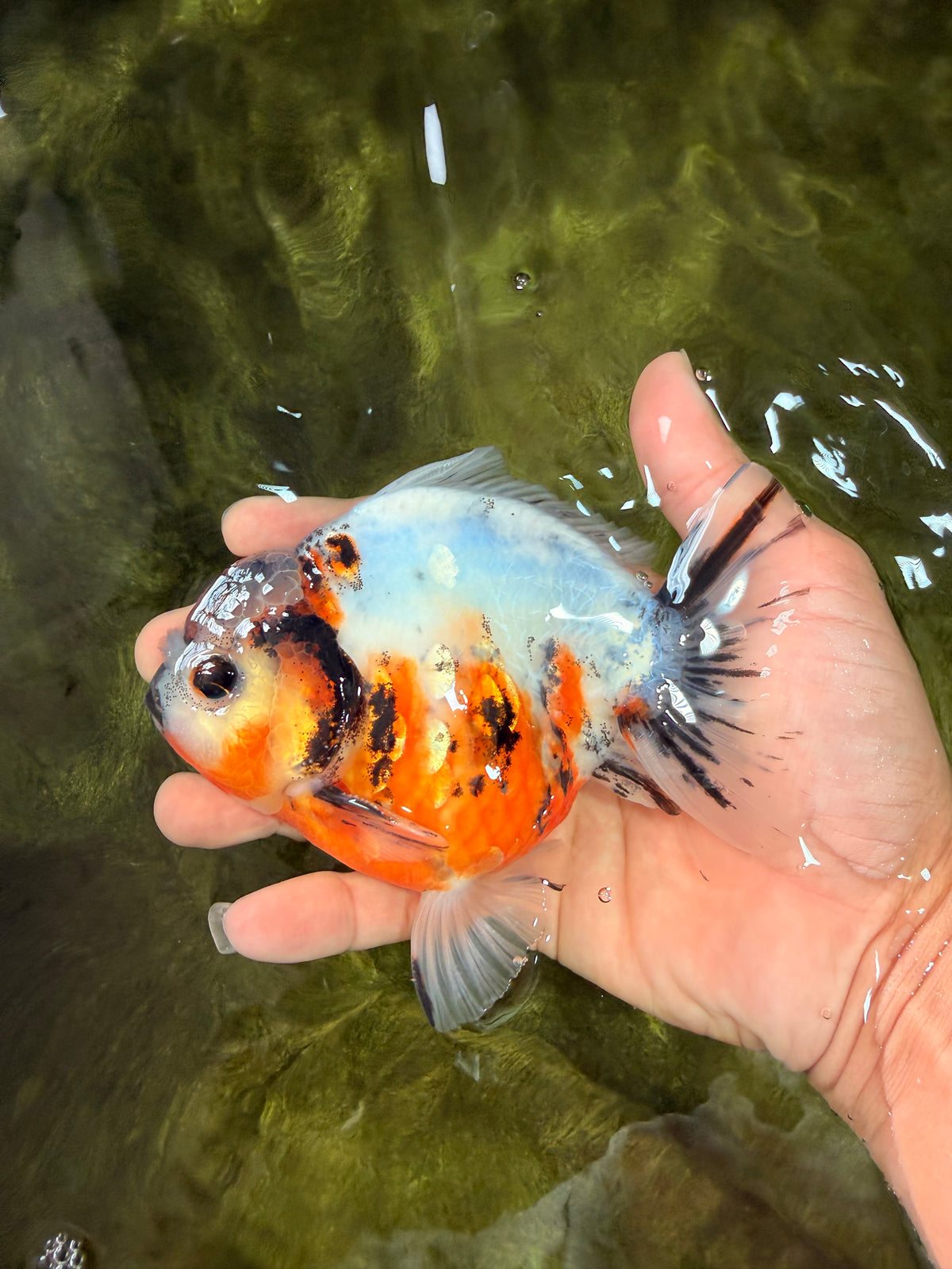 A Grade Marble Yuanbao Male 5 inches #091826YB_09
