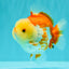Little Chicken AAA Grade Red White Yuanbao Male 4.5-5 inches #061926YB_34