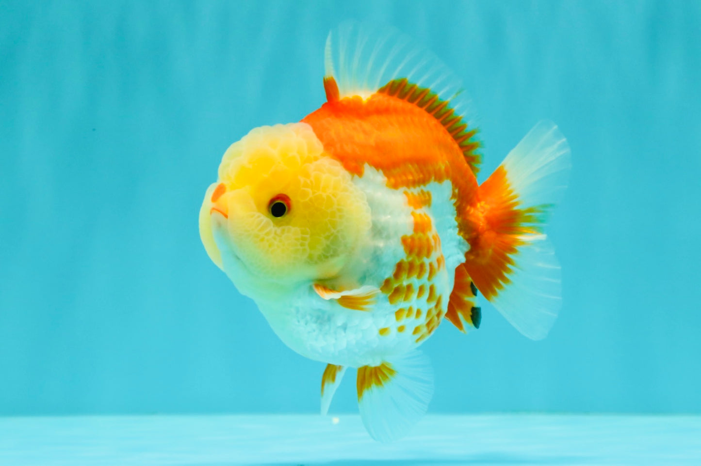 Little Chicken AAA Grade Red White Yuanbao Male 4.5-5 inches #061926YB_34
