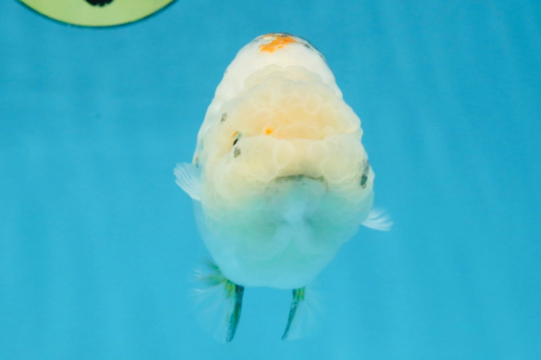 White Sakura LionChu Female 5 inches #121925LC_06