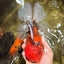A Grade Tiger Oranda Male 7.5 inches #101626OR_19