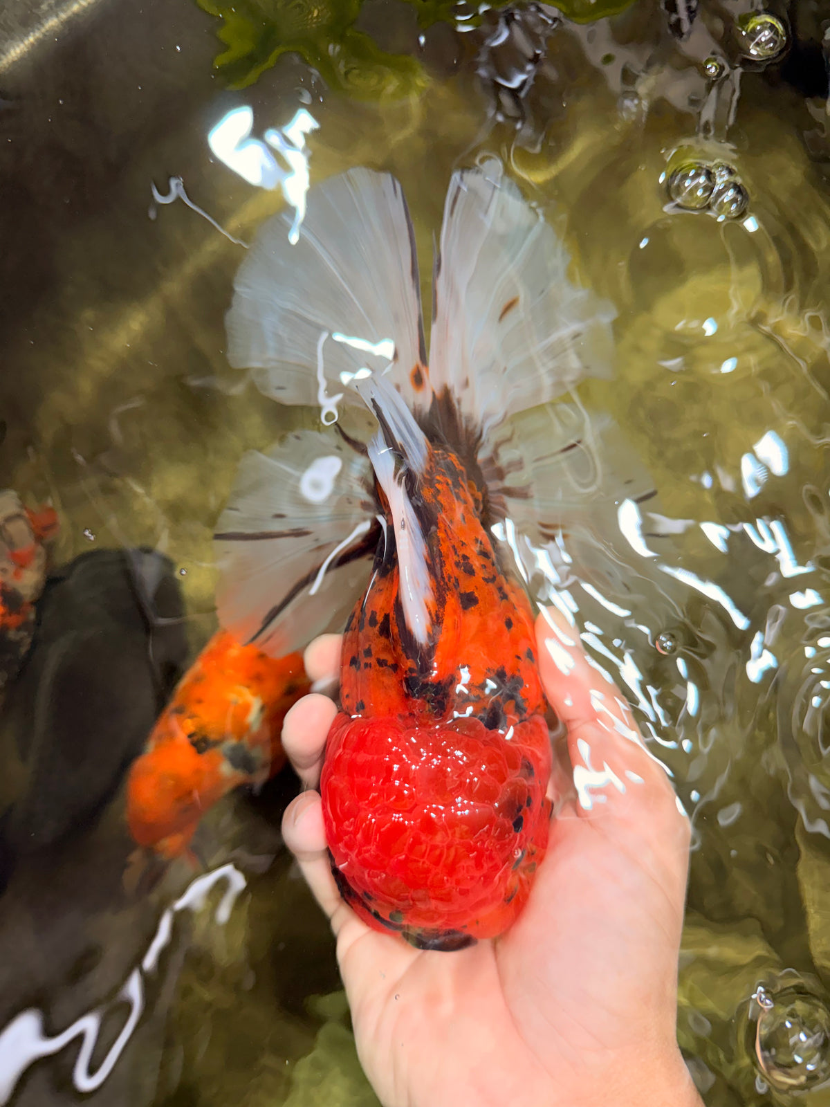 A Grade Tiger Oranda Male 7.5 inches #101626OR_19