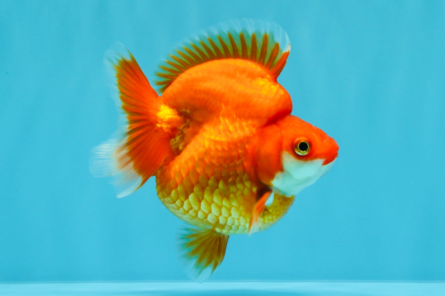 AAA Grade Solid Red Ryukin Female 4 inches #022026RK_10