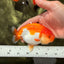 Red White Lionchu Female 4.5 inches #081426LC_14