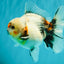 A Grade Calcio  Oranda Male 5 inches #080726OR_22