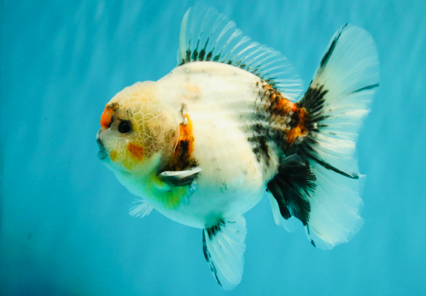A Grade Calcio  Oranda Male 5 inches #080726OR_22