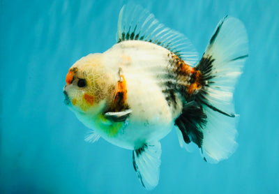 A Grade Calcio  Oranda Male 5 inches #080726OR_22