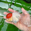 Oranda hembra de gorra roja de grado A, 4,5 pulgadas, n.º 0830OR_10