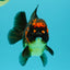 UNIQUE AAA Grade Apache Yuanbao Male 5-5.5 inches #051526YB_06