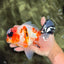 A Grade Diamond Scale Sakura Oranda Male 6.5 inches #072426OR_19