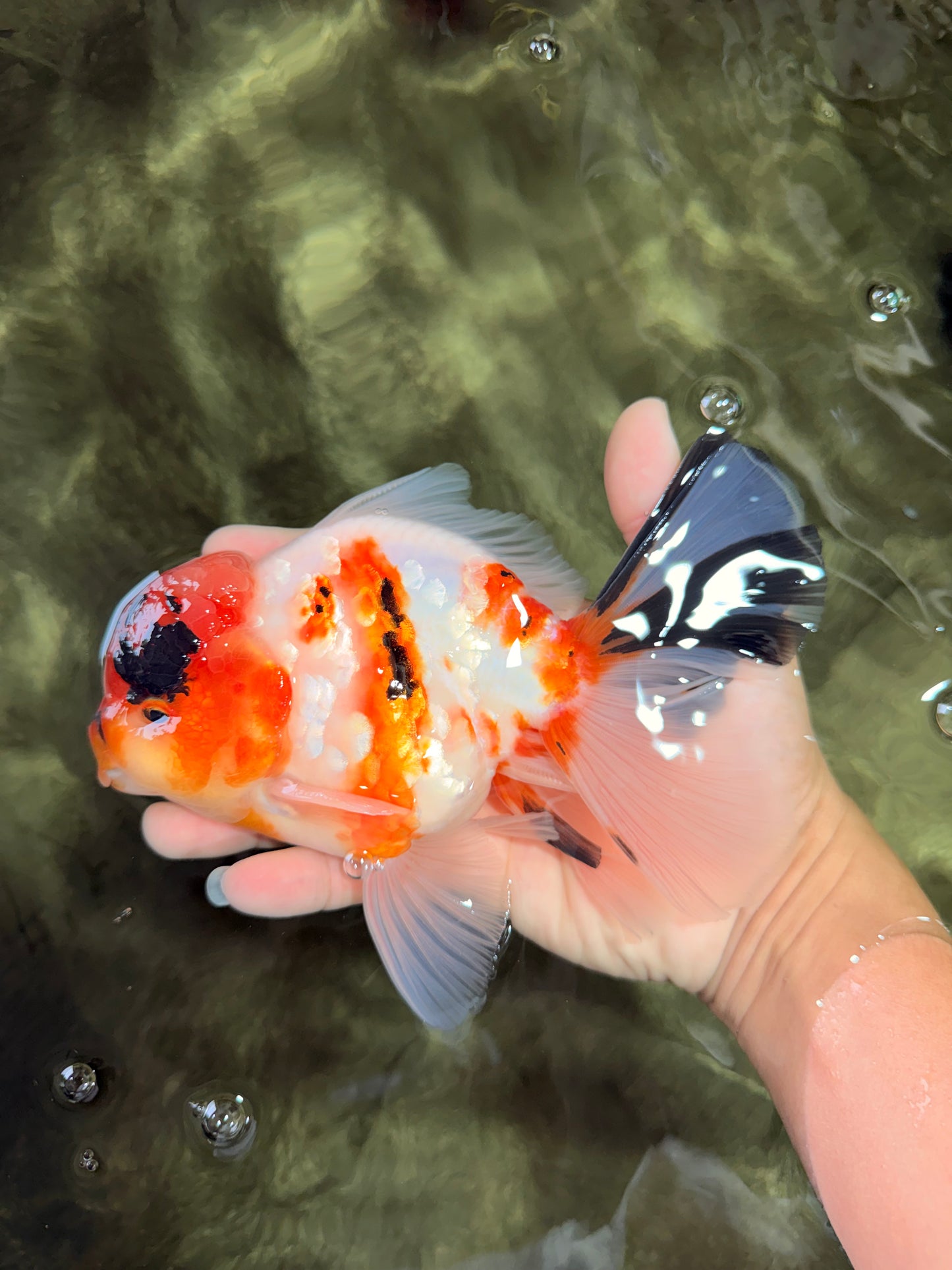 A Grade Diamond Scale Sakura Oranda Male 6.5 inches #072426OR_19