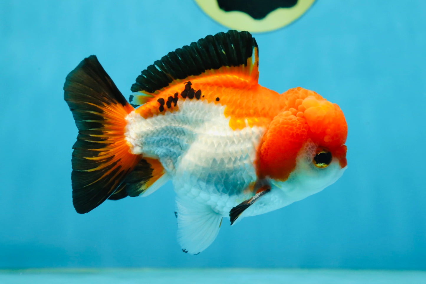 Tricolor Yuanbao Male 4.5 inches #062725YB_10