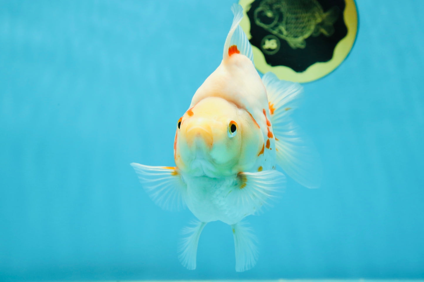 AAA GRADE Red White Ryukin Female 4.5-5 inches #050925RK_17