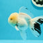 AAA Grade Lemonhead Snow White Oranda Male 5 inches #0510OR_07