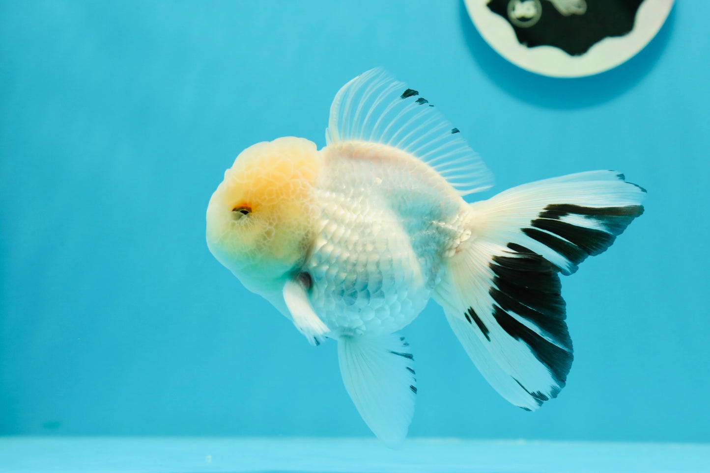 AAA Grade Lemonhead Snow White Oranda Male 5 inches #0510OR_07