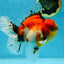 AAA Grade RARE Godzilla Calico Sakura Oranda Male 5.5 inches #051625OR_20