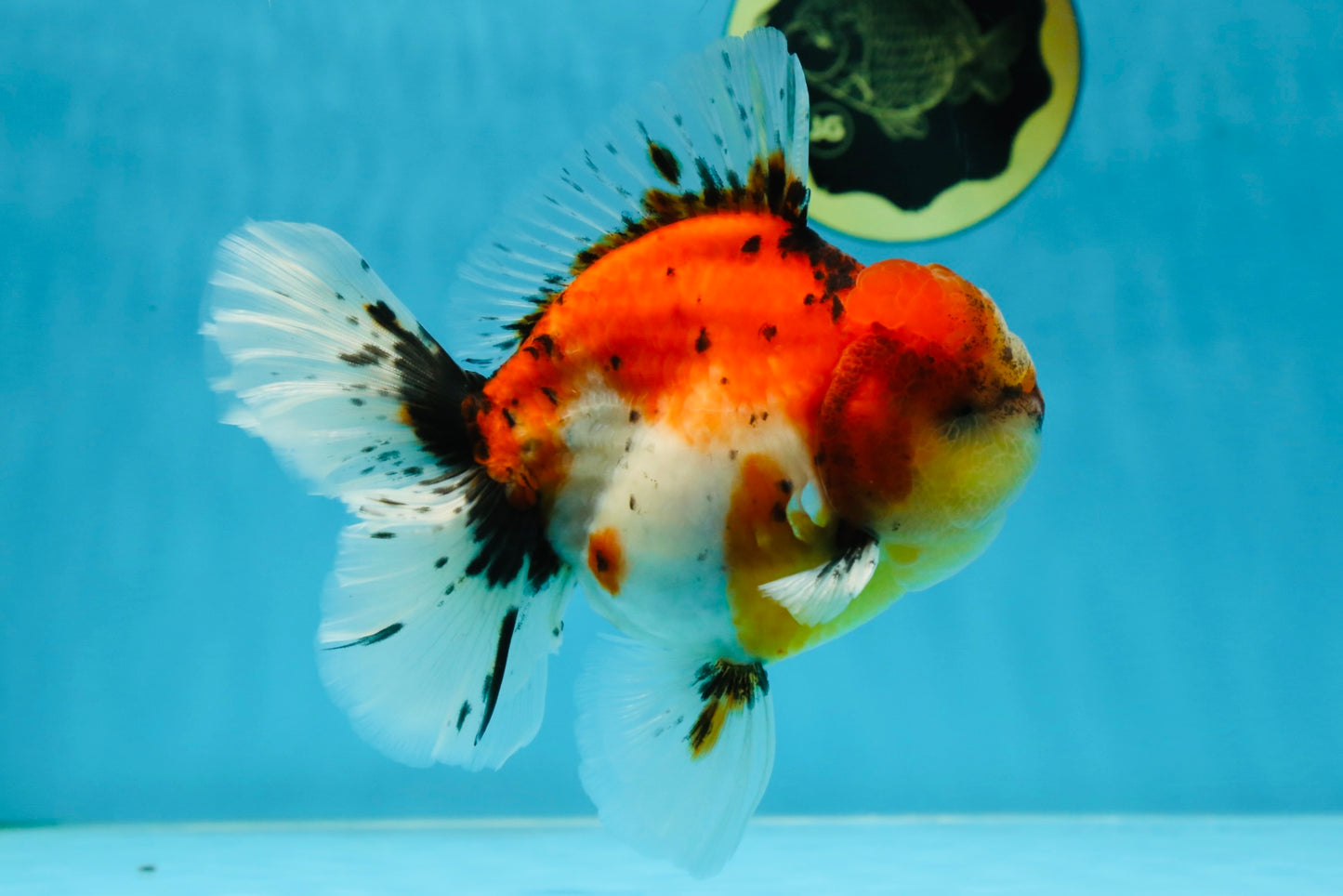 AAA Grade RARE Godzilla Calico Sakura Oranda Male 5.5 inches #051625OR_20