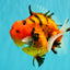 ELVIS AAA Grade Kohaku Sakura Yuanbao Male 4.5-5 inches #092526YB_08