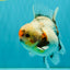 A Grade Calcio  Oranda Male 5 inches #080726OR_22