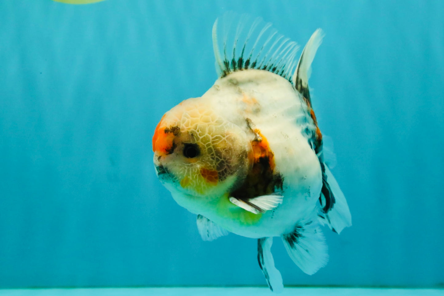 A Grade Calcio  Oranda Male 5 inches #080726OR_22