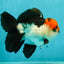 A Grade Tricolor Oranda Male 5-5.5 inches #110824OR_09